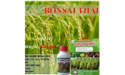 BONSAI THÁI - BÍ QUYẾT TRÚNG MÙA CỦA NHÀ NÔNG